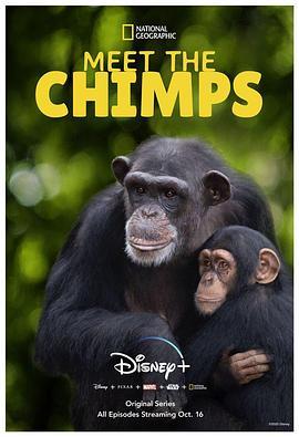 和黑猩猩见面